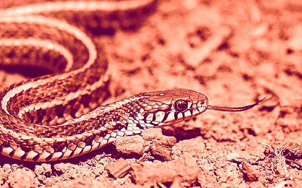 Snake Summary Class 10th English