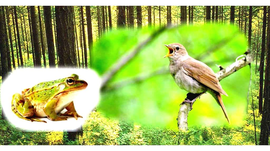 The Frog And Nightingale Summary Class 10th English