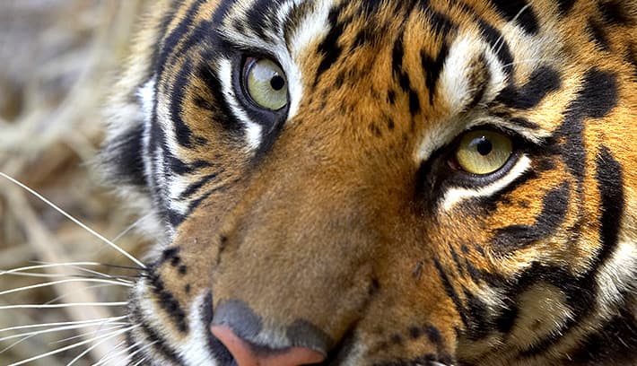 Mrs Packletide's Tiger Summary Class 10th NCERT